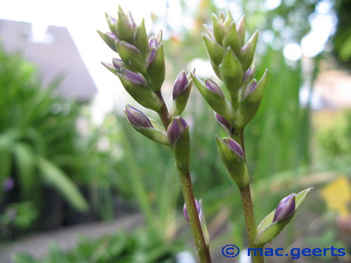 Hosta 'Cracker Crumbs'